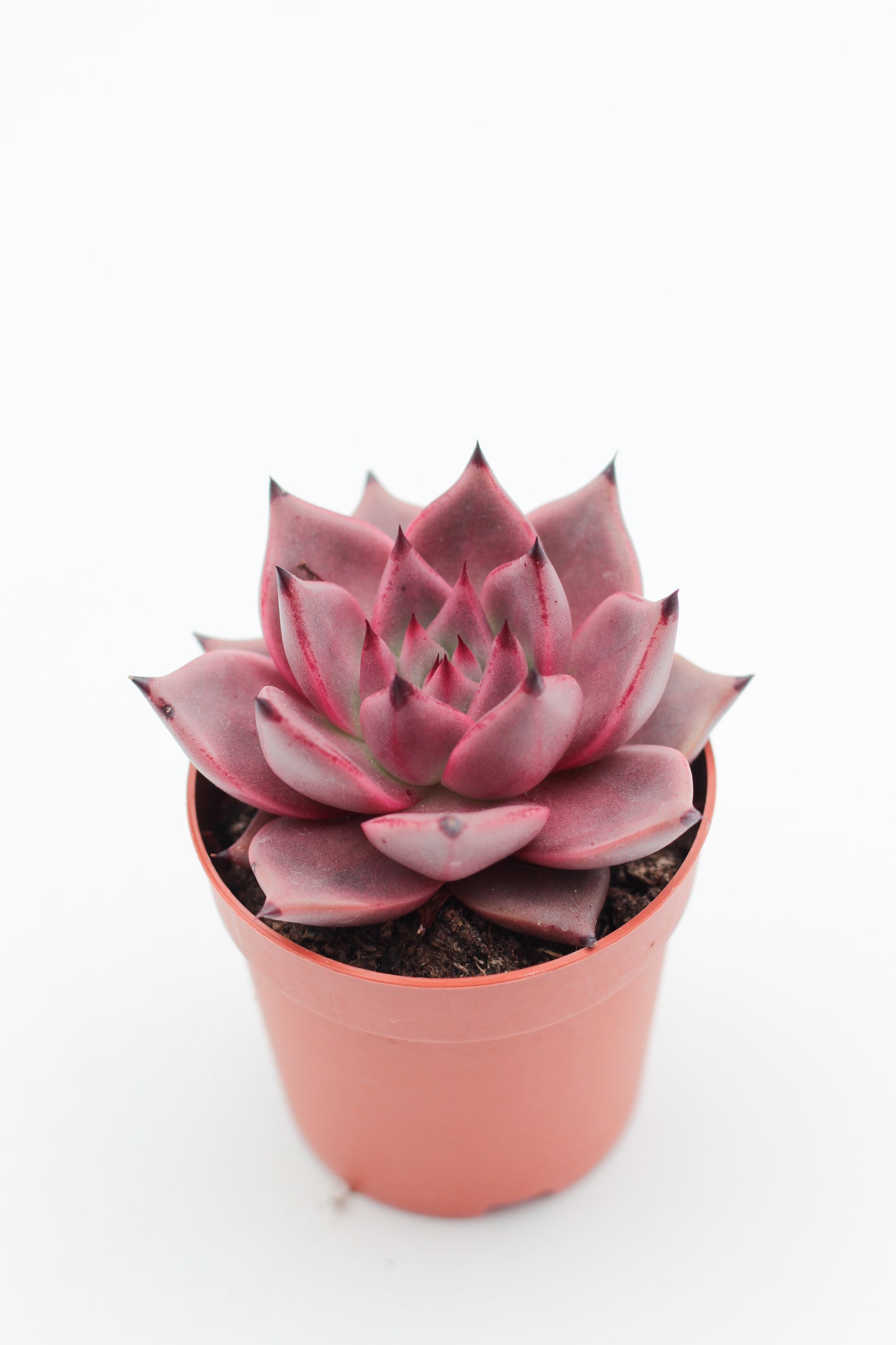 Echeveria Taurus