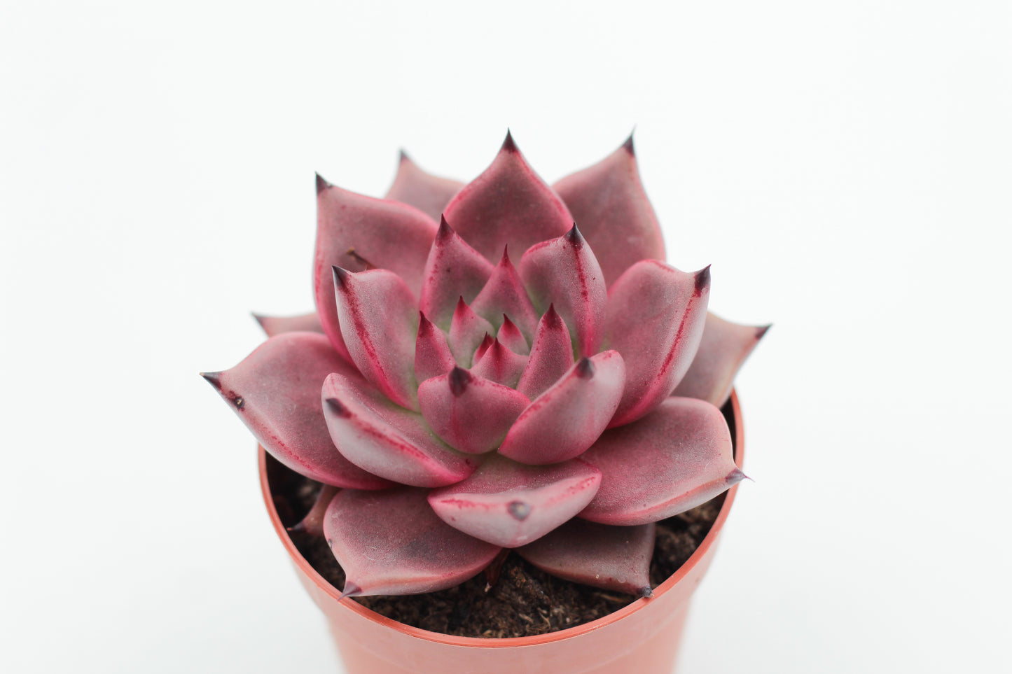 Echeveria Taurus