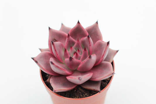 Echeveria Taurus