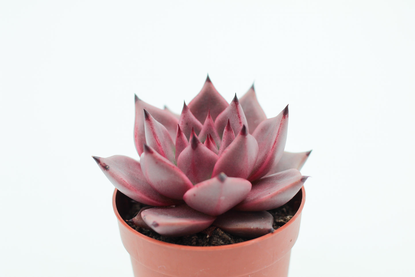 Echeveria Taurus