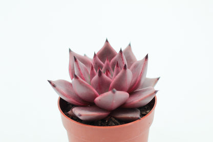 Echeveria Taurus