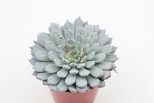 Echeveria Texensis