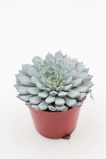 Echeveria Texensis