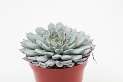 Echeveria Texensis