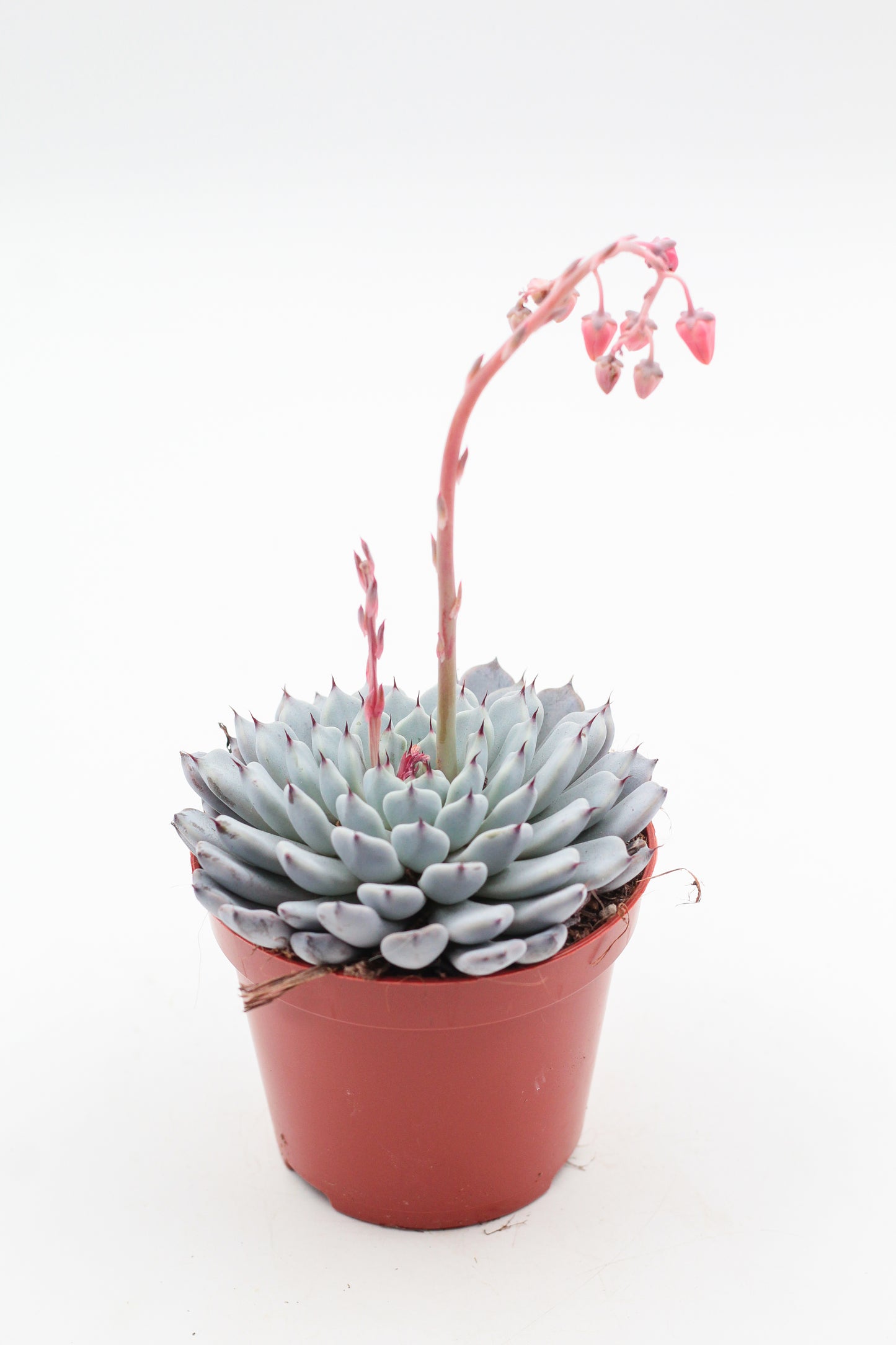 Echeveria Texensis