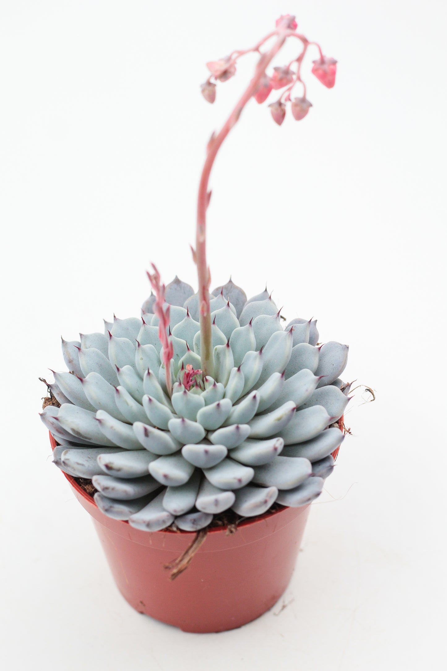 Echeveria Texensis