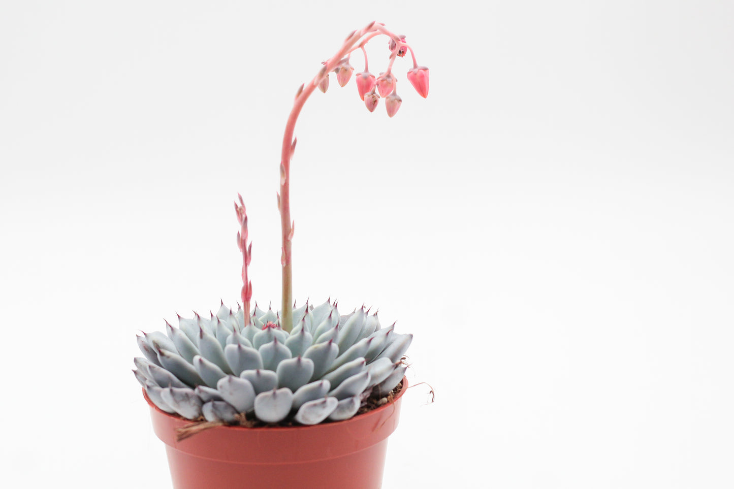 Echeveria Texensis