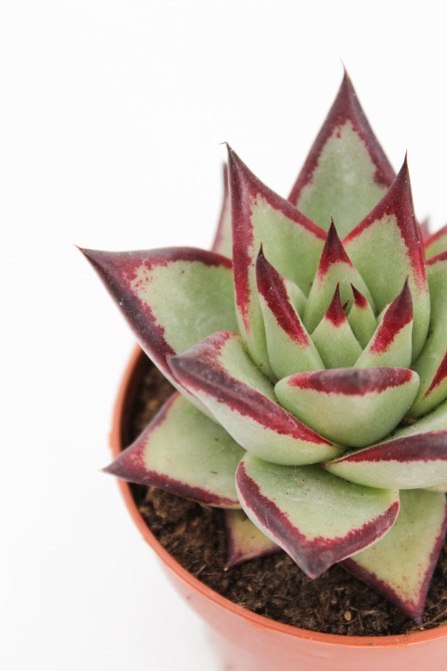 Echeveria Agavoides Ebony