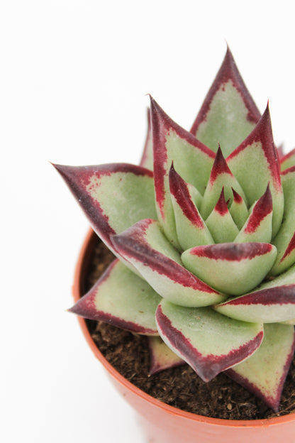 Echeveria Agavoides Ebony