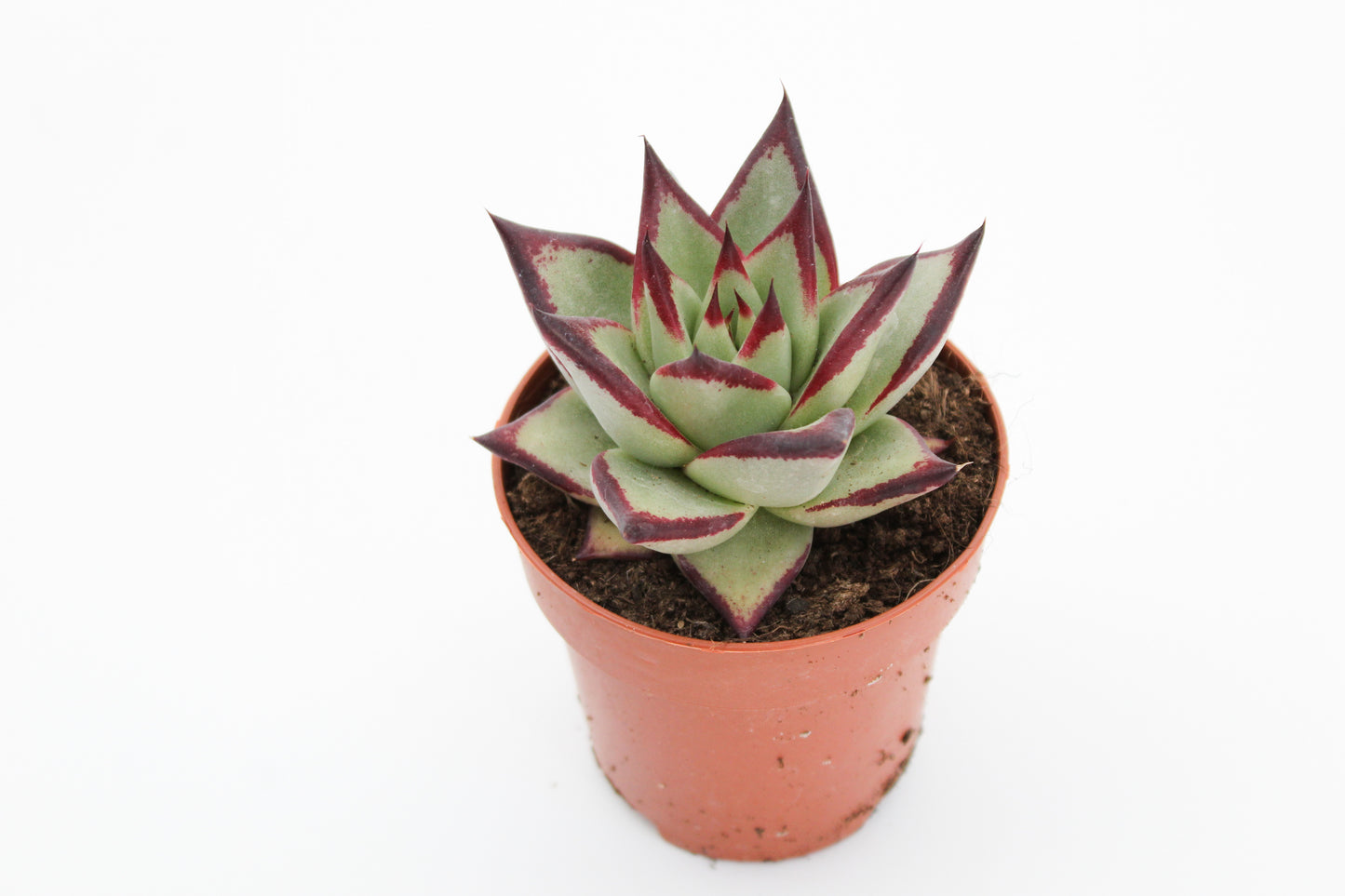 Echeveria Agavoides Ebony