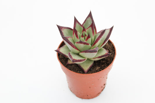 Echeveria Agavoides Ebony
