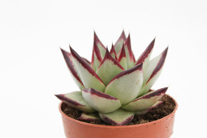 Echeveria Agavoides Ebony
