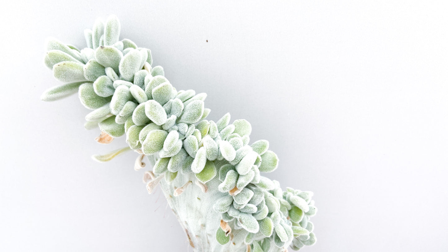 Echeveria Frosty crystal