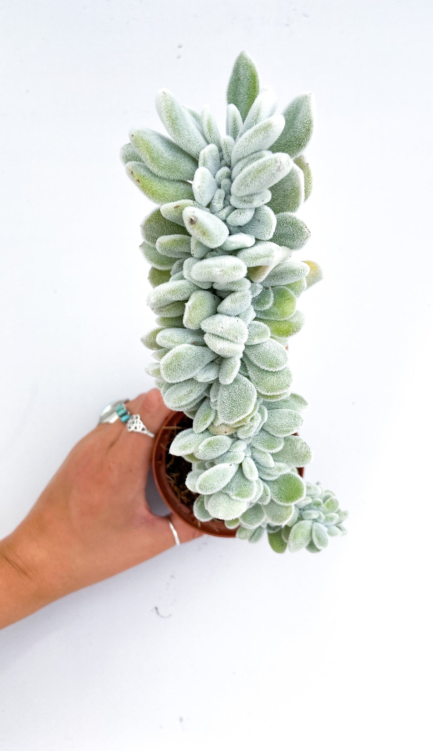 Echeveria Frosty crystal