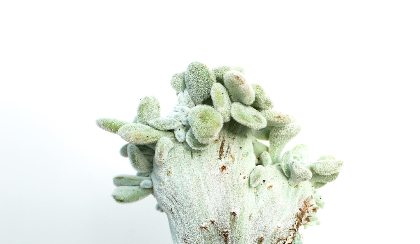 Echeveria Frosty crystal