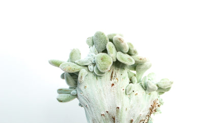 Echeveria Frosty crystal
