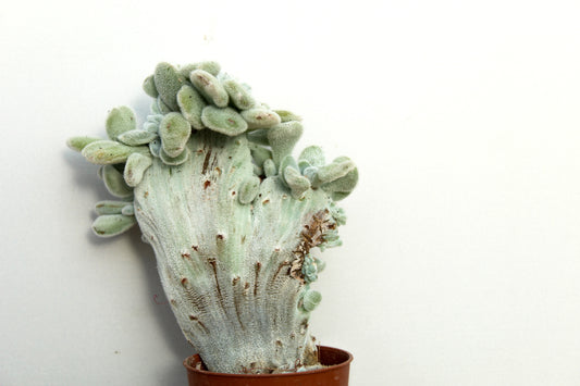 Echeveria Frosty crystal