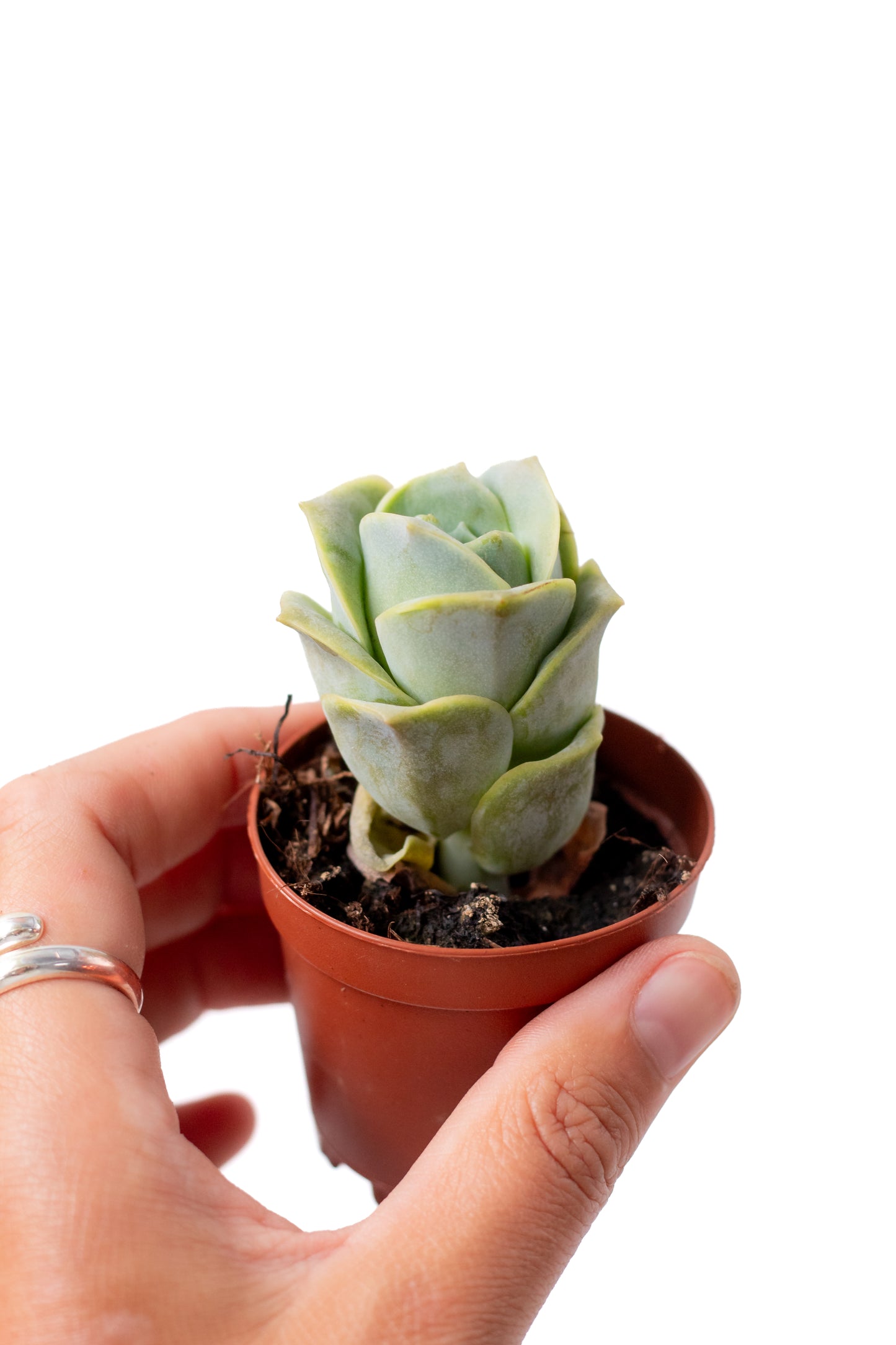 Echeveria Lovely Rose