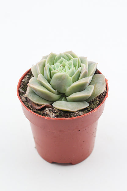 Echeveria Lovely Rose