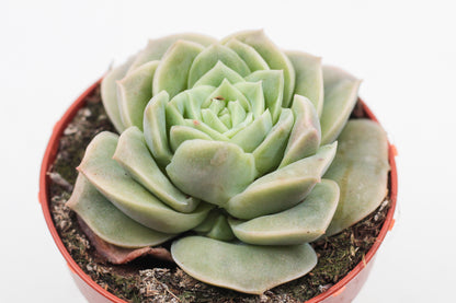 Echeveria Lovely Rose