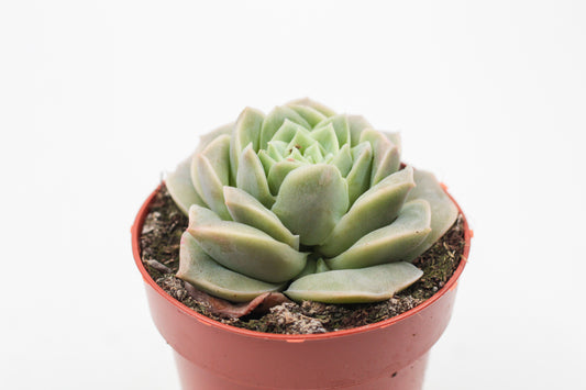 Echeveria Lovely Rose