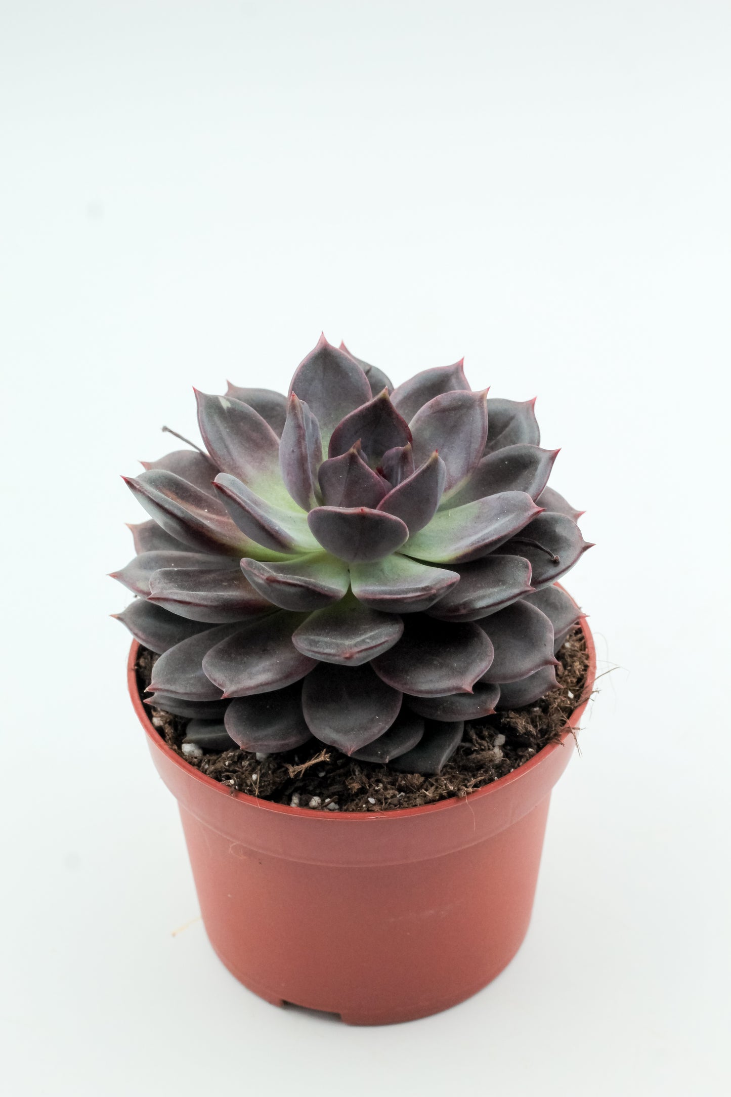 Echeveria Purple Zaragoza