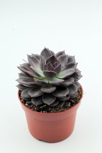 Echeveria Purple Zaragoza
