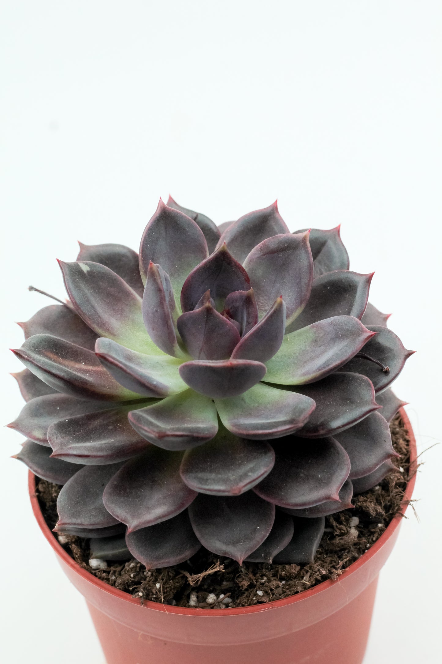 Echeveria Purple Zaragoza