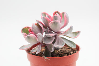 Echeveria Rainbow