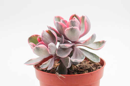 Echeveria Rainbow