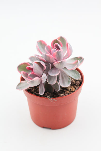 Echeveria Rainbow