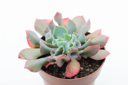 Echeveria Trumpet Pinky