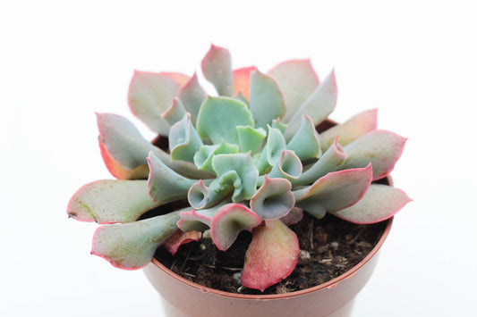 Echeveria Trumpet Pinky