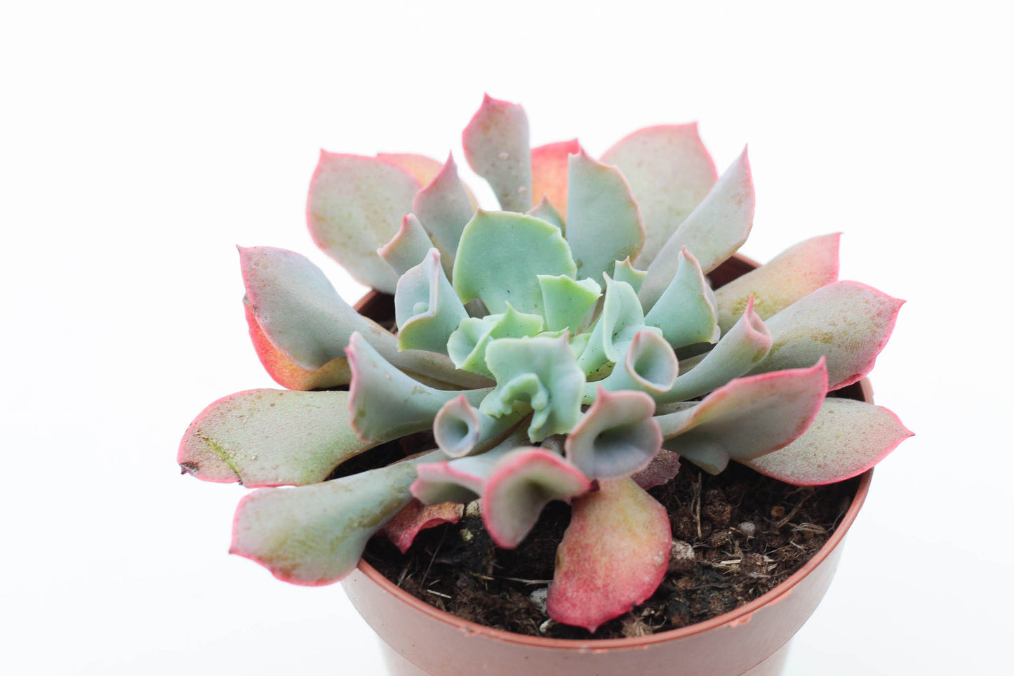 Echeveria Trumpet Pinky