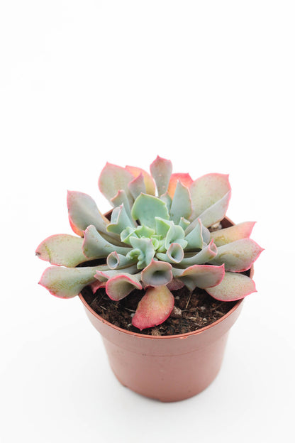 Echeveria Trumpet Pinky