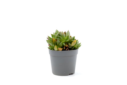 Echeveria agavoides cristaat