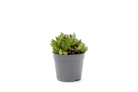 Echeveria agavoides cristaat