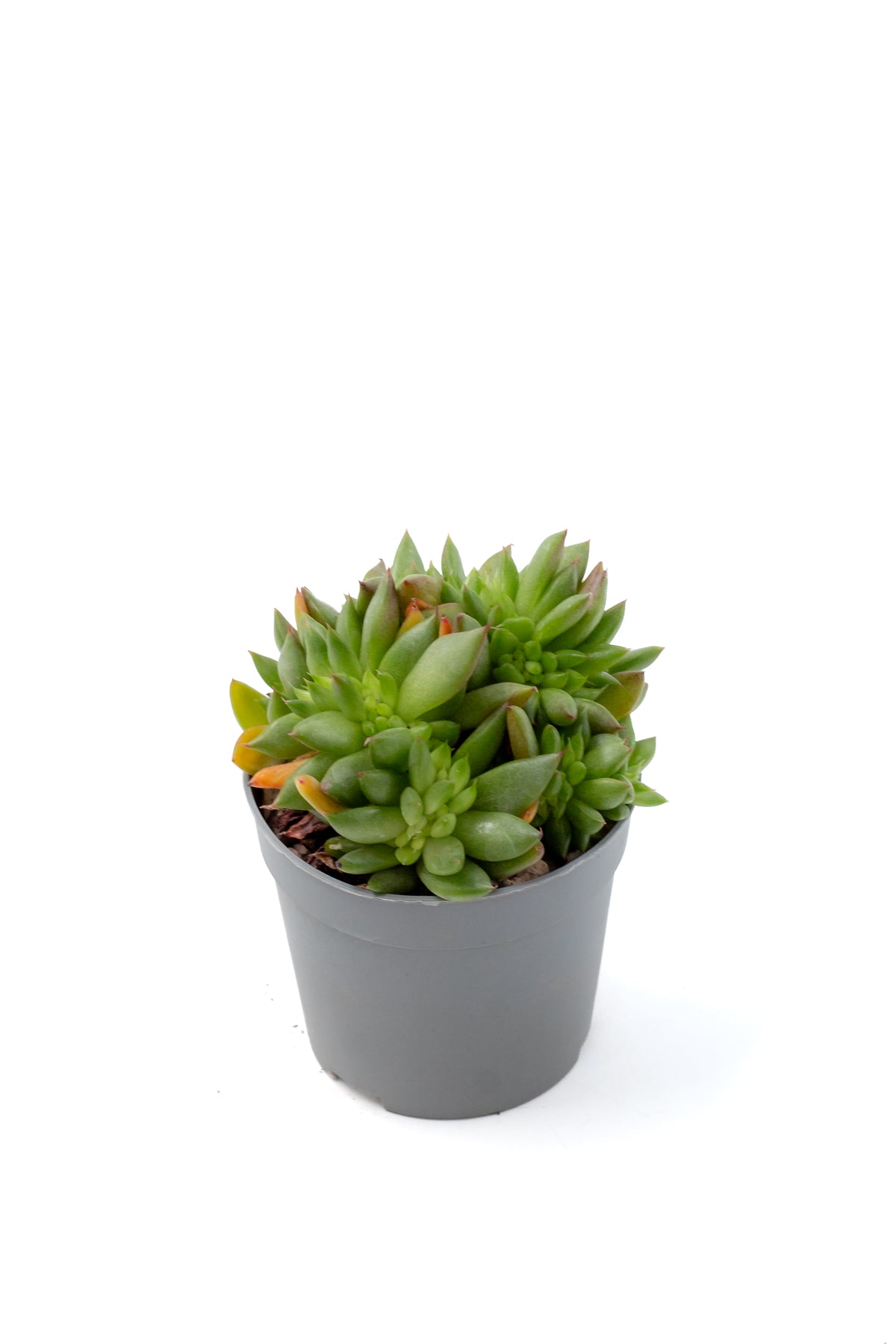 Echeveria agavoides cristaat