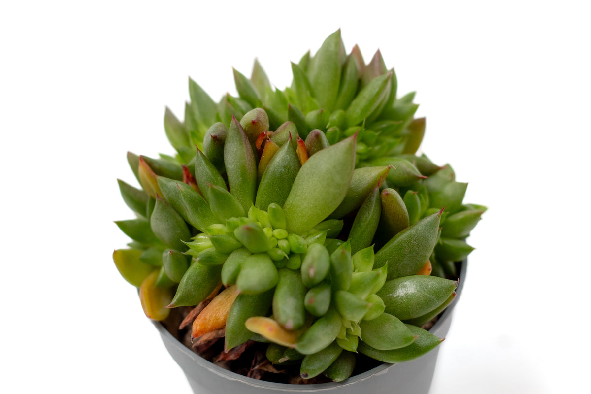 Echeveria agavoides cristaat