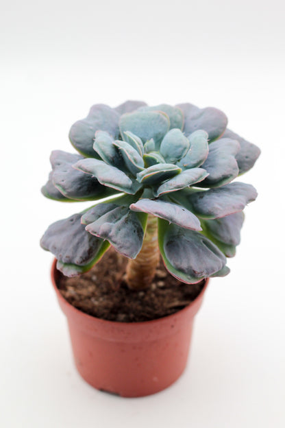 Echeveria heart delight op stam