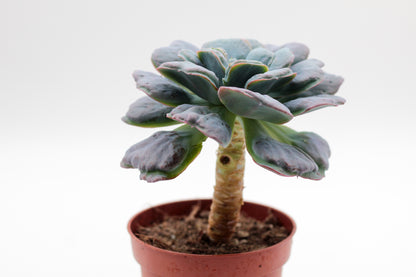 Echeveria heart delight op stam