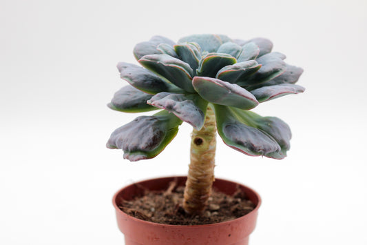 Echeveria heart delight op stam