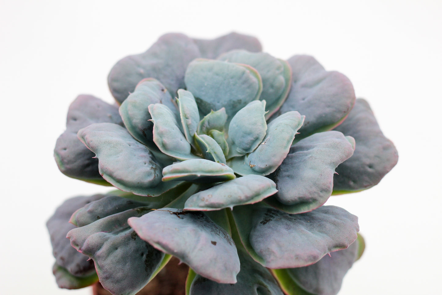 Echeveria heart delight op stam