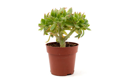 Echeveria luella cristaat