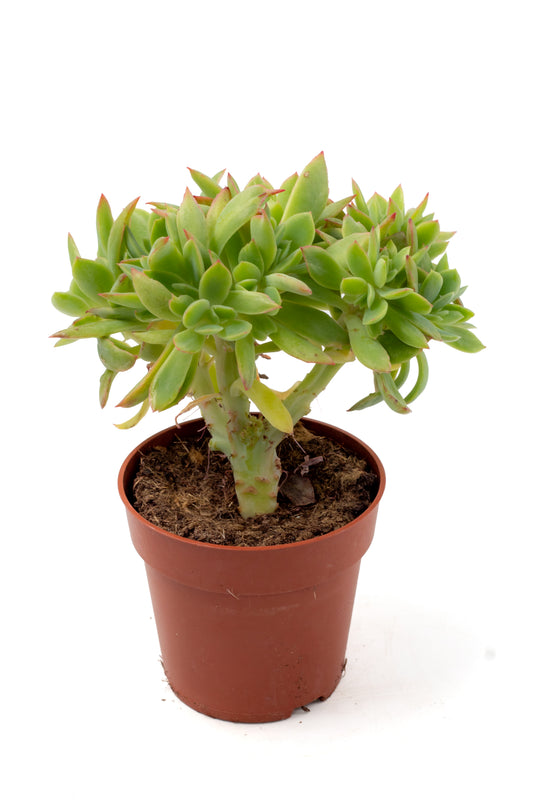 Echeveria luella cristaat