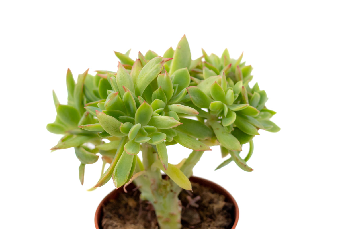 Echeveria luella cristaat
