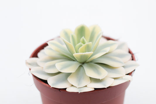Echeveria runyonii variegata