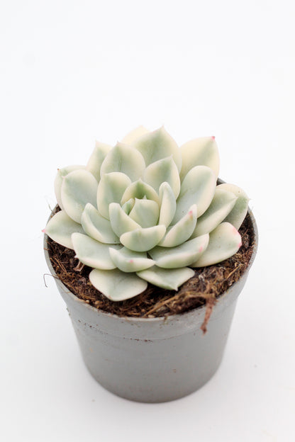 Echeveria subsessilis Variegata