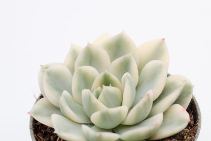 Echeveria subsessilis Variegata