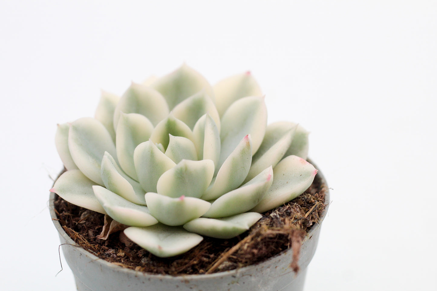 Echeveria subsessilis Variegata